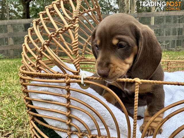 Gorgeous Chocolate Mini Dachshunds