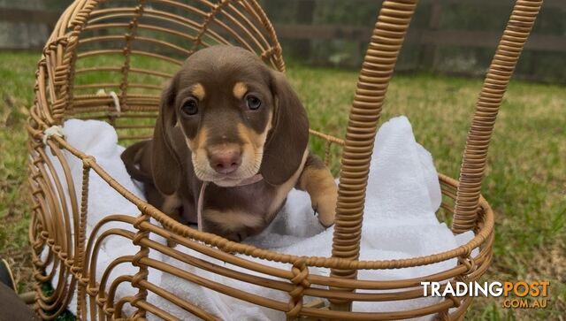 Gorgeous Chocolate Mini Dachshunds