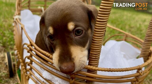 Gorgeous Chocolate Mini Dachshunds