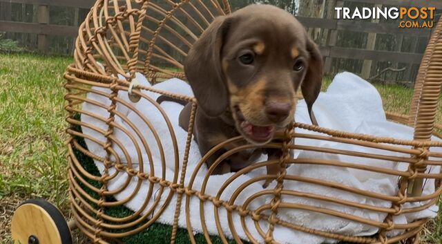 Gorgeous Chocolate Mini Dachshunds