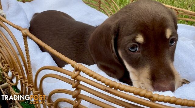 Gorgeous Chocolate Mini Dachshunds