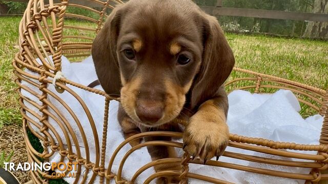 Gorgeous Chocolate Mini Dachshunds