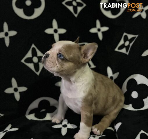 French bulldog