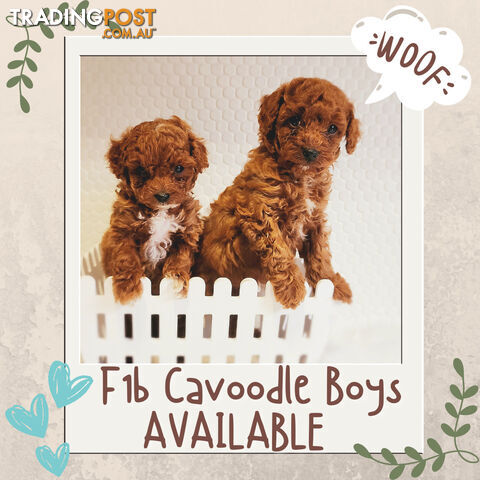 F1B Toy Cavoodle Puppy with Ruby Coat- 2 x Boys (Sunny) &amp;amp; (Baby Blue)