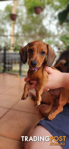 Pure-bred Dachshund puppies 1🩷1💙 ready now