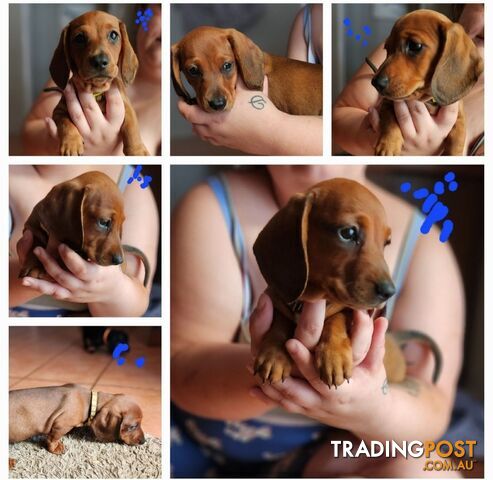 Pure-bred Dachshund puppies 1🩷1💙 ready now