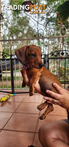 Pure-bred Dachshund puppies 1🩷1💙 ready now