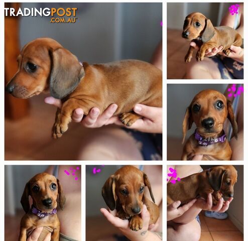 Pure-bred Dachshund puppies 1🩷1💙 ready now