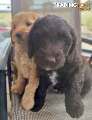 Medium Multigen Labradoodles