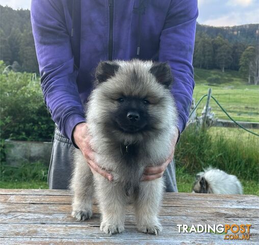 Pedigree Keeshond Puppies - Ready Now!!