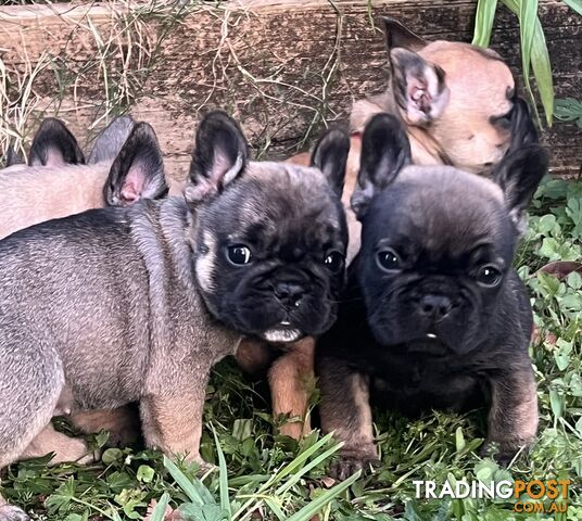 French Bulldog Puppies