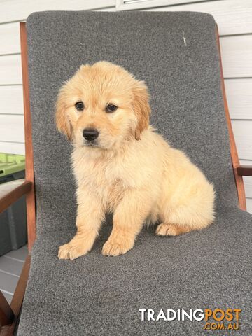Purebred Golden Retriever Puppies – 6 Beautiful Pups