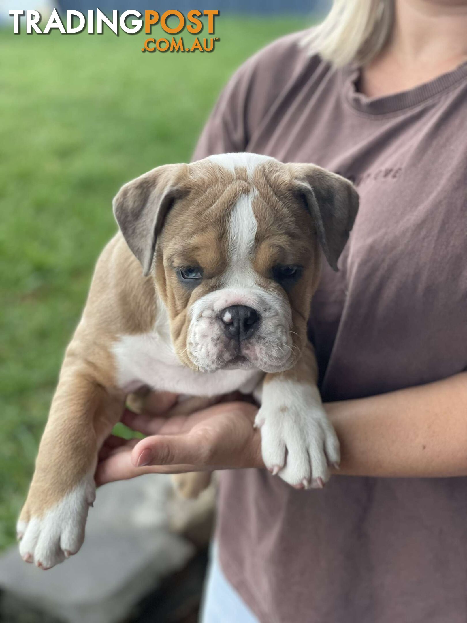 Pure bred British Bulldog puppies