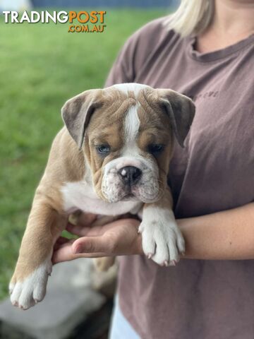 Pure bred British Bulldog puppies