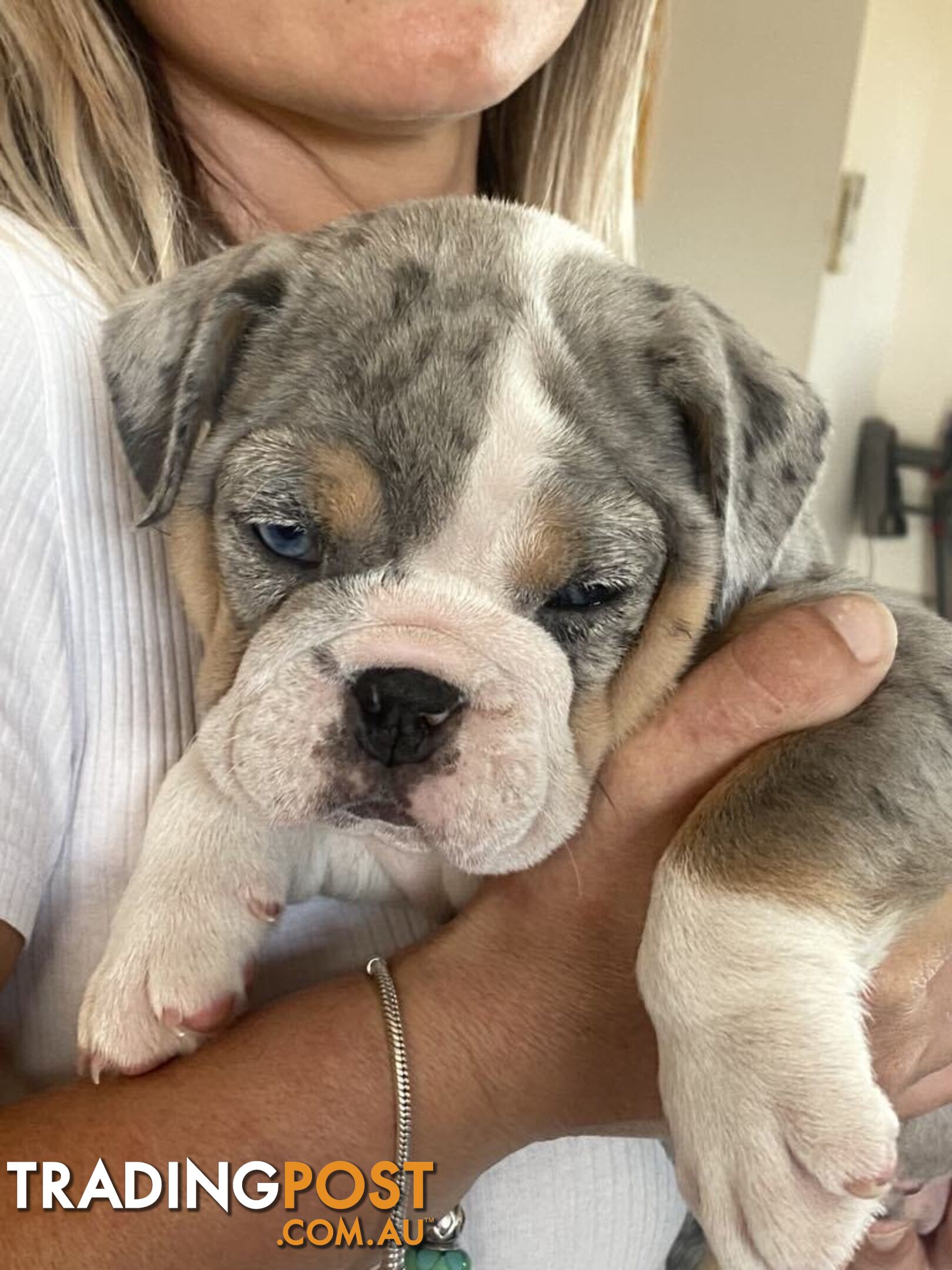 Pure bred British Bulldog puppies