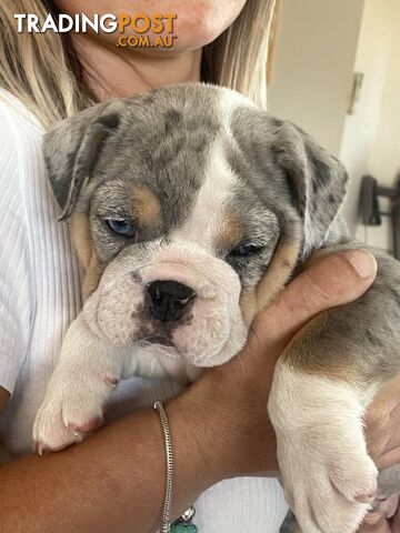 Pure bred British Bulldog puppies