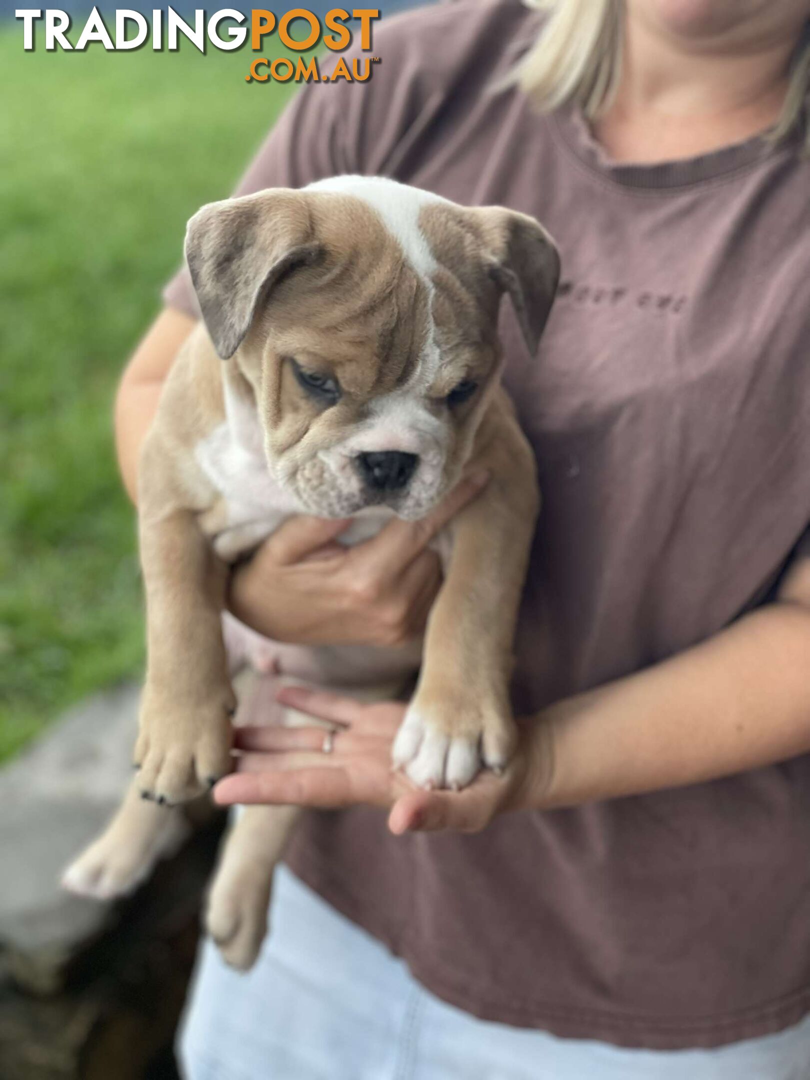 Pure bred British Bulldog puppies