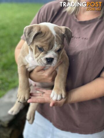 Pure bred British Bulldog puppies