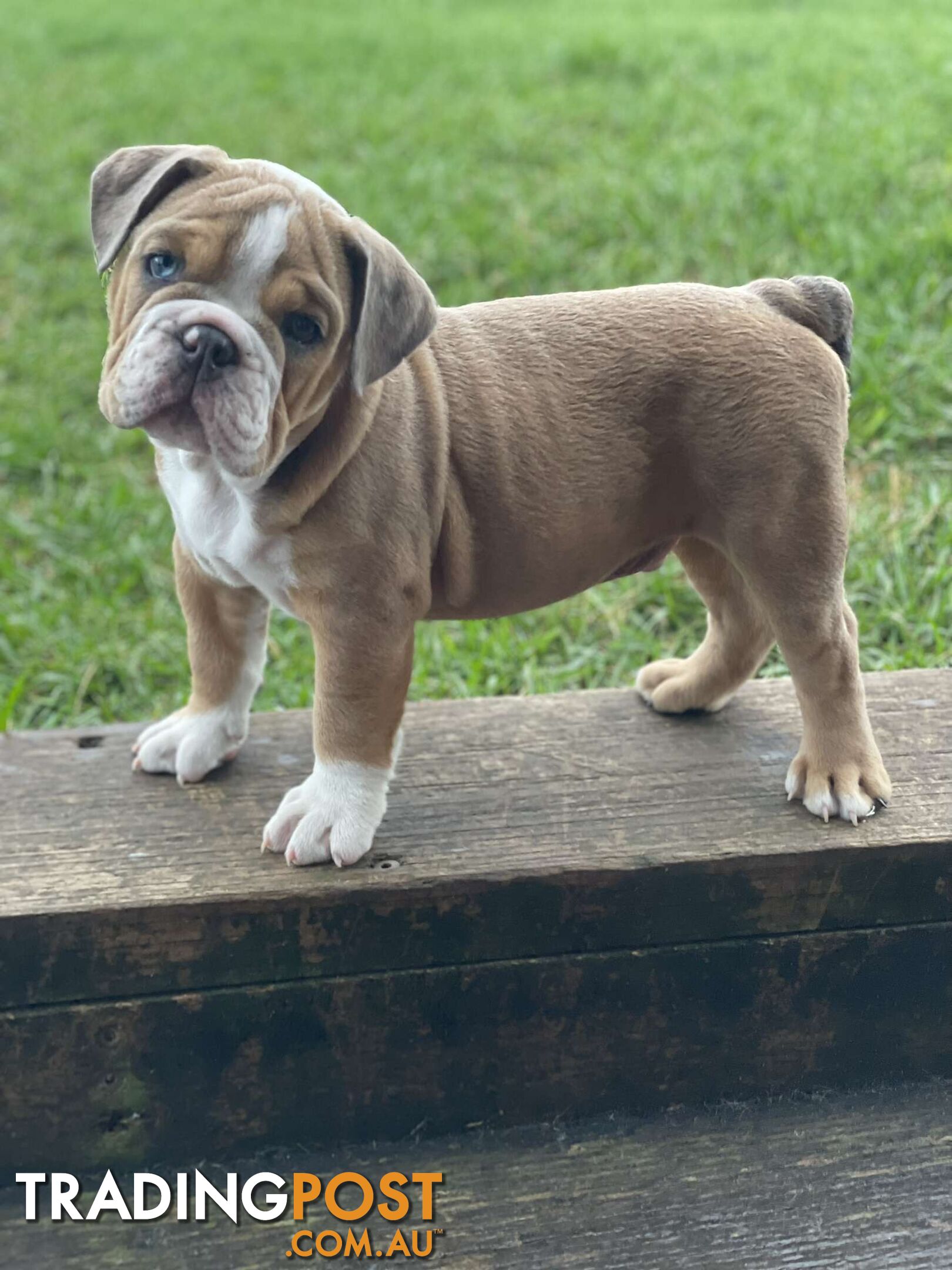 Pure bred British Bulldog puppies