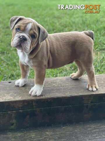 Pure bred British Bulldog puppies