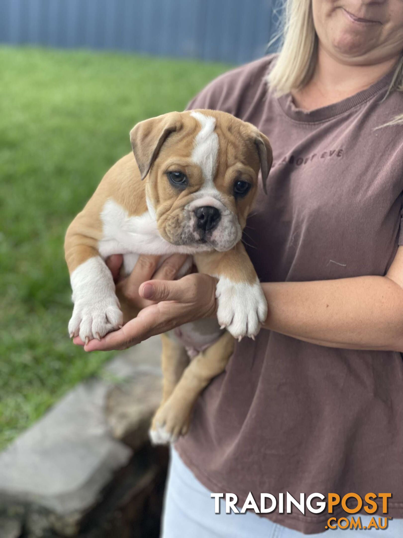 Pure bred British Bulldog puppies