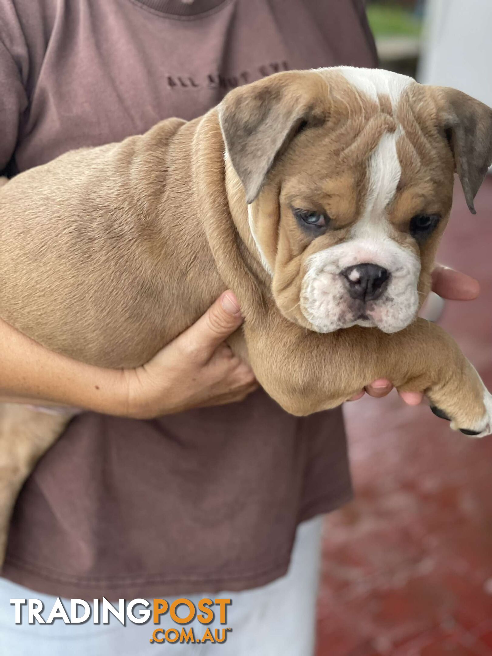 Pure bred British Bulldog puppies