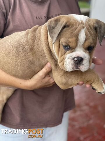 Pure bred British Bulldog puppies