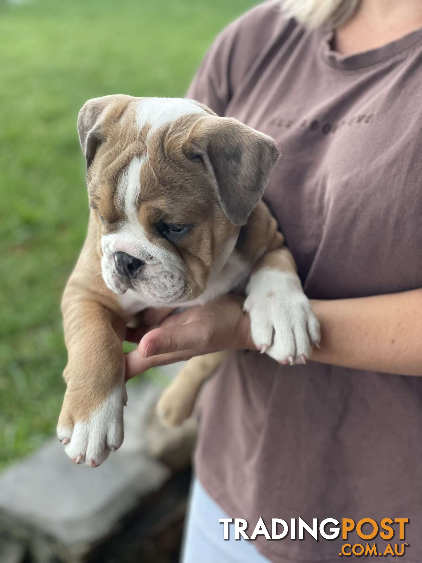 Pure bred British Bulldog puppies