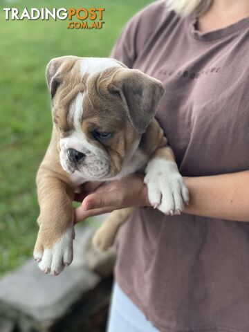 Pure bred British Bulldog puppies