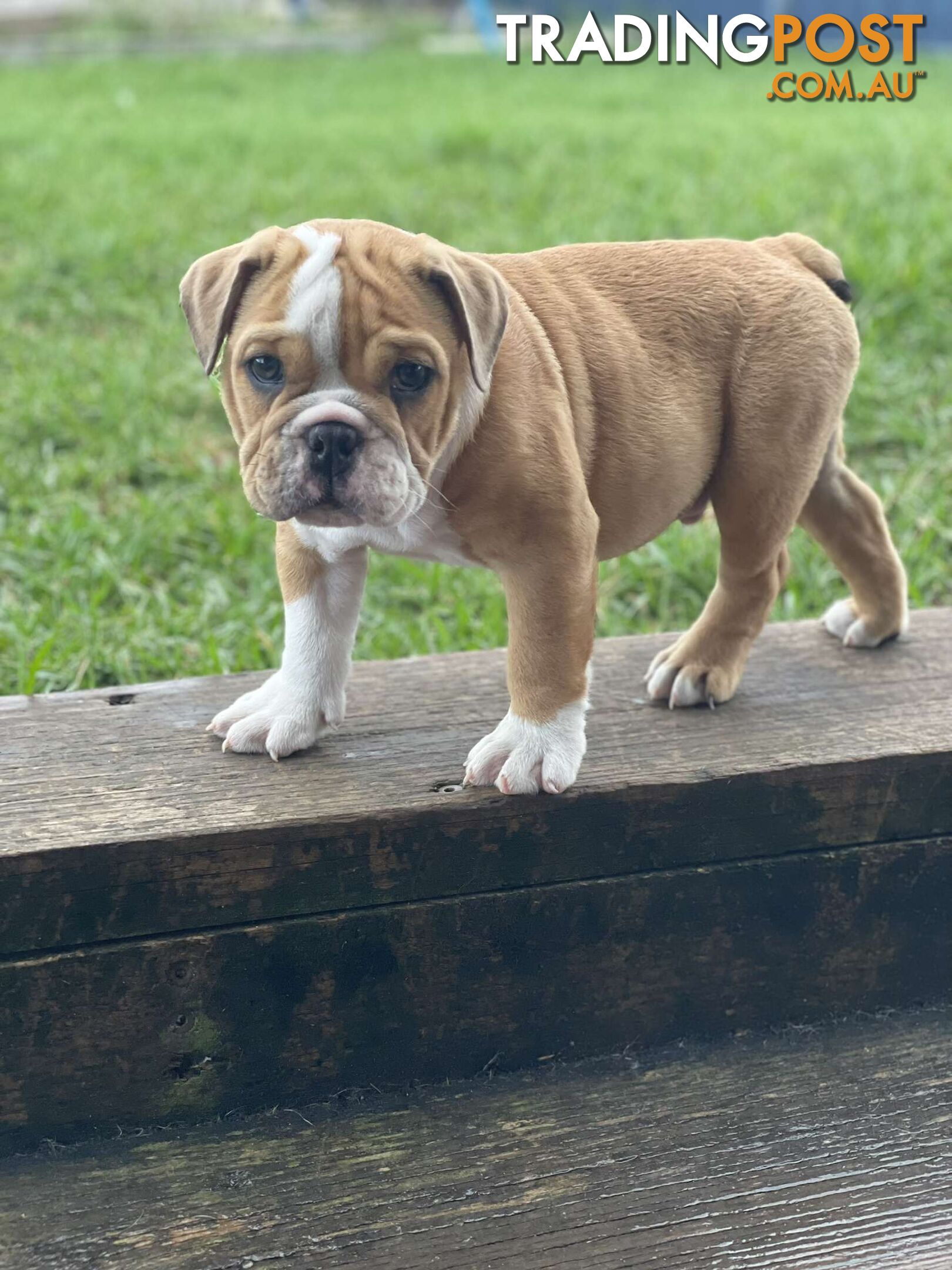 Pure bred British Bulldog puppies