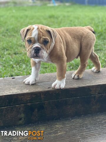 Pure bred British Bulldog puppies