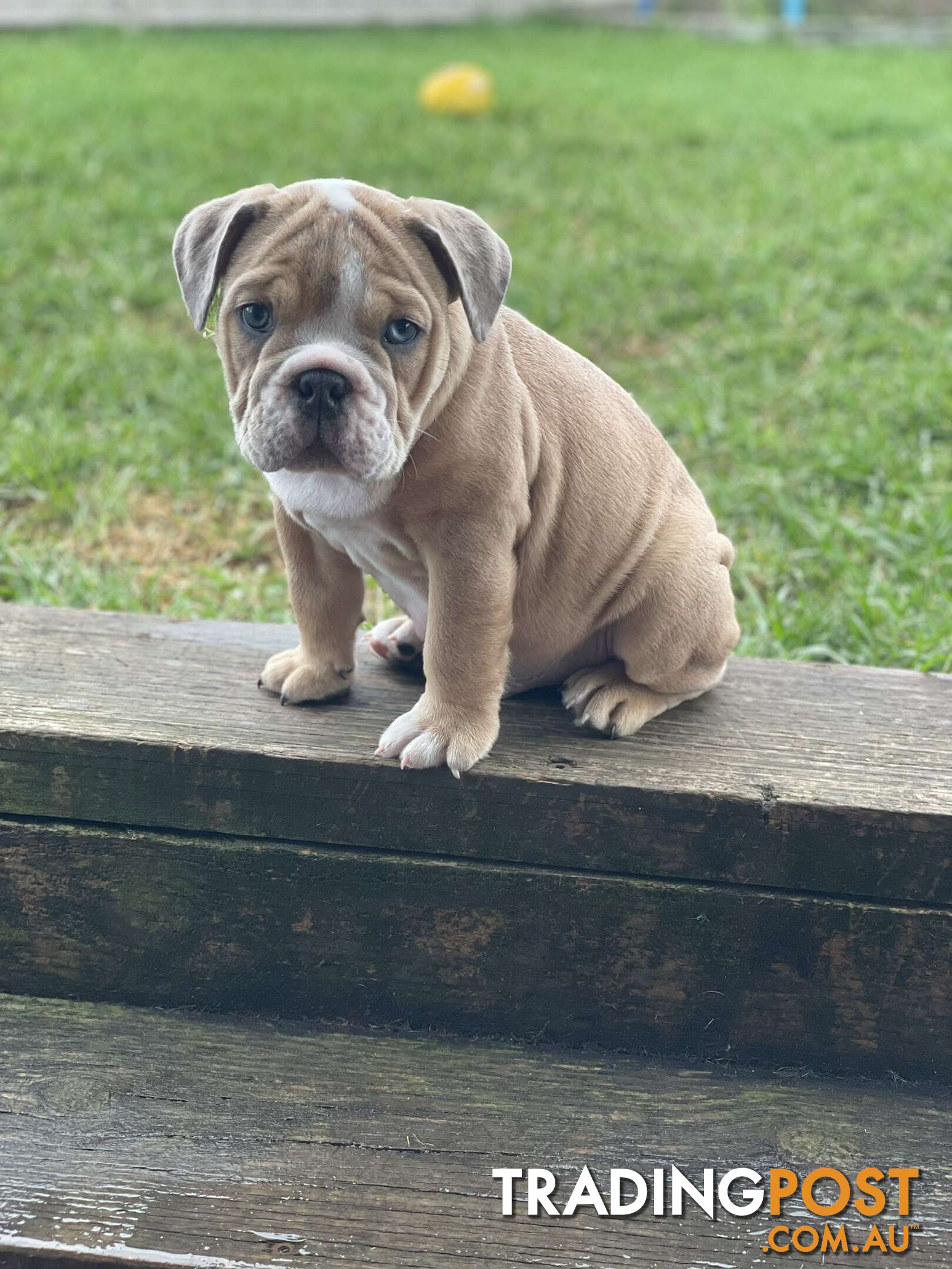 Pure bred British Bulldog puppies