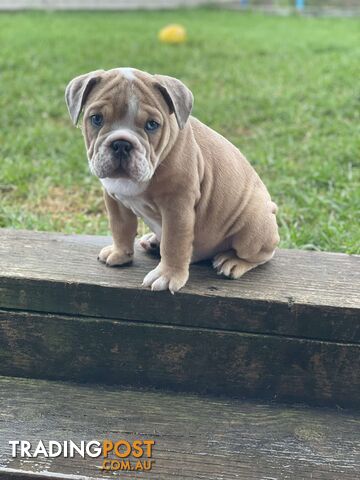 Pure bred British Bulldog puppies