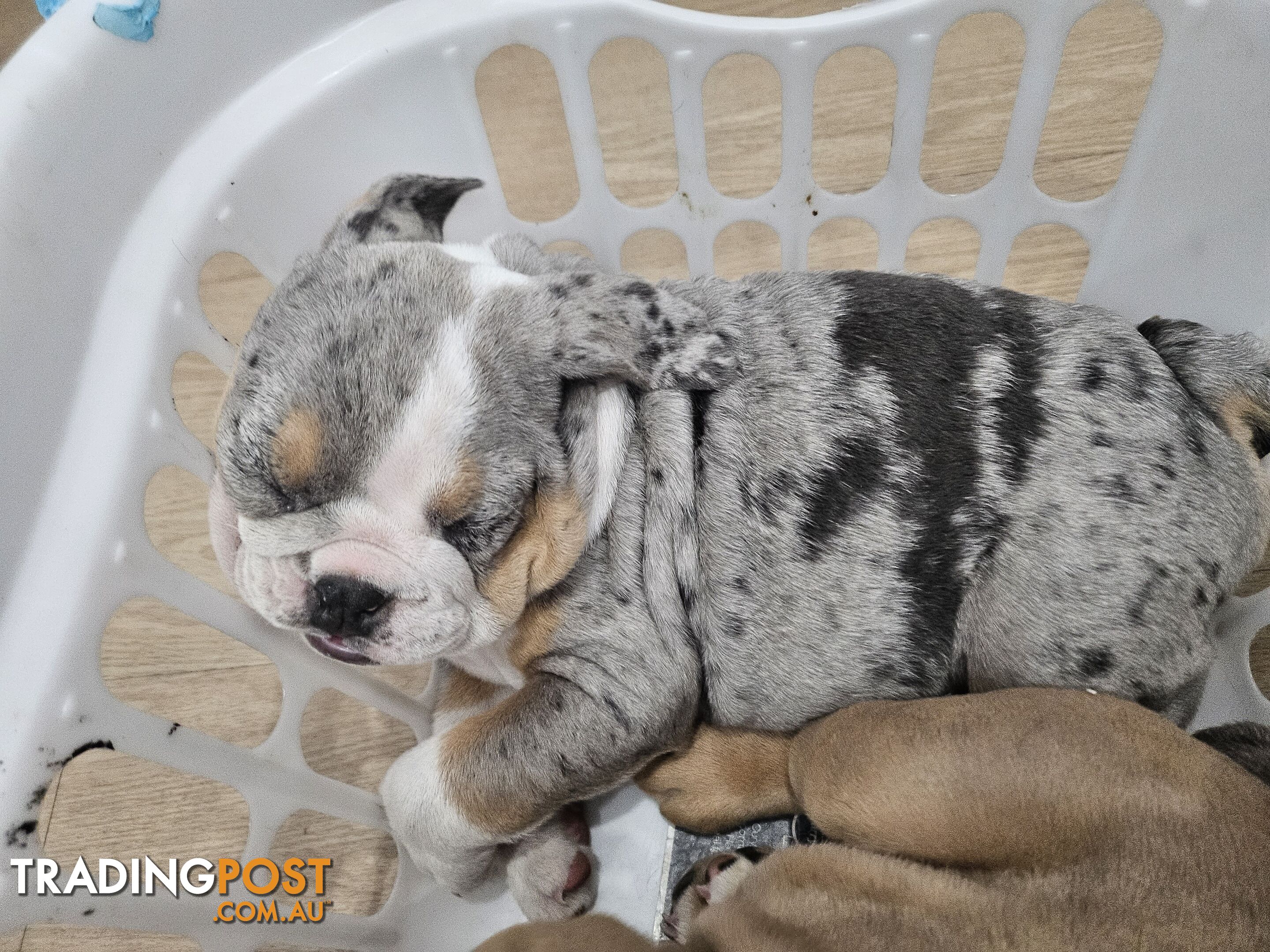 Pure bred British Bulldog puppies