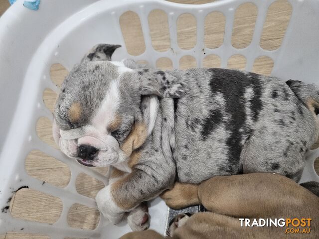 Pure bred British Bulldog puppies