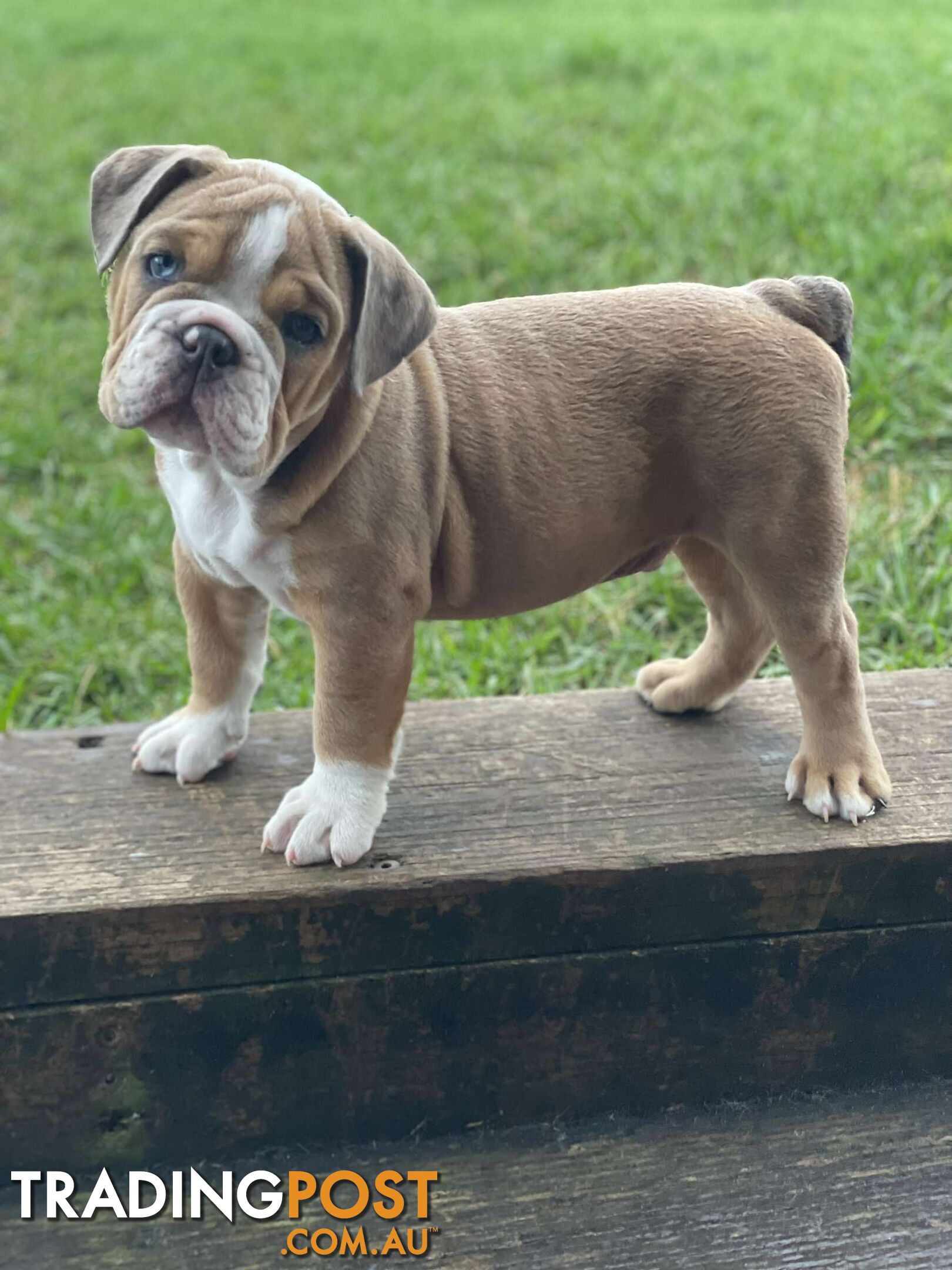 Pure bred British Bulldog puppies