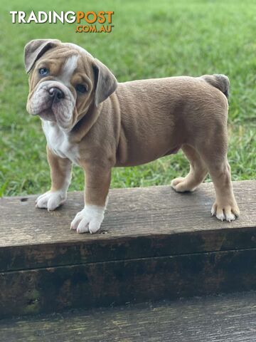 Pure bred British Bulldog puppies