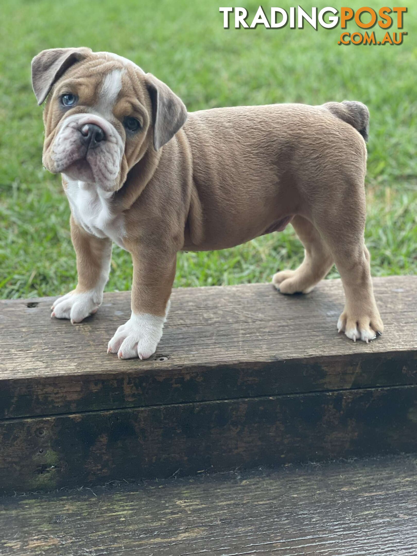 Pure bred British Bulldog puppies