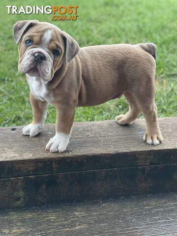 Pure bred British Bulldog puppies