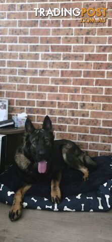 15 month old male german shepherd - photo 3 of 4