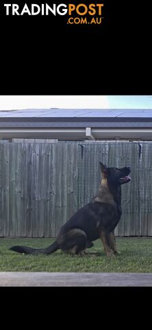 15 month old male german shepherd - photo 2 of 4