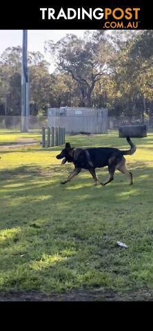 15 month old male german shepherd - photo 4 of 4