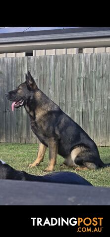 15 month old male german shepherd