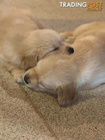 Beautiful And Amazingly Fluffy Golden Retriever Puppies (4 remaining)