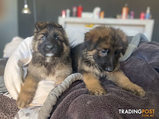 Pure German Puppies