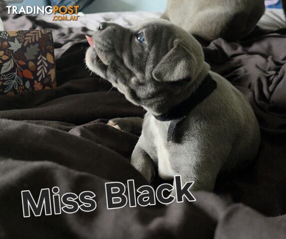 Blue English Staffy Puppies Ready Now - 1 girl remains 💙