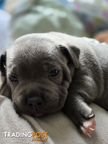 Blue English Staffy Puppies Ready 9th September - 1 girl remains 💙