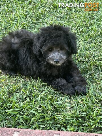 Toy Poodle puppies only 1 girl left!