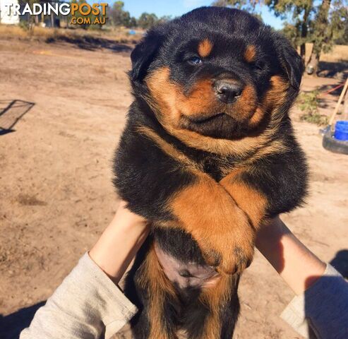 EXCEPTIONAL LITTER OF NATURAL BOBTAIL ROTTWEILER PUPPIES