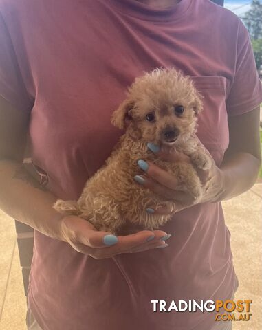 Cavoodle puppy (toy Cavoodle)